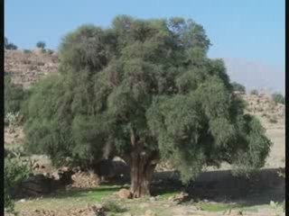 En attendant le nouvel Amarg Fusion