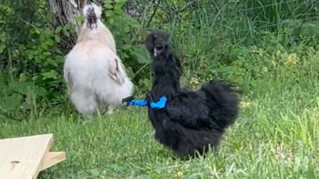Silkie Walks With Confidence Around The Coop