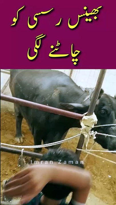 Buffalo Rassi Chatny Lagi😄😄