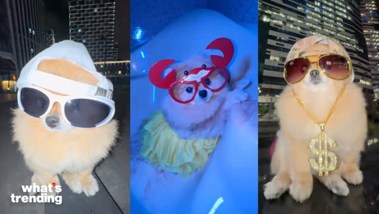 Kori the Pom Memecoin Phenomenon: How a Real-Life Viral Dog is Taking Over Web3