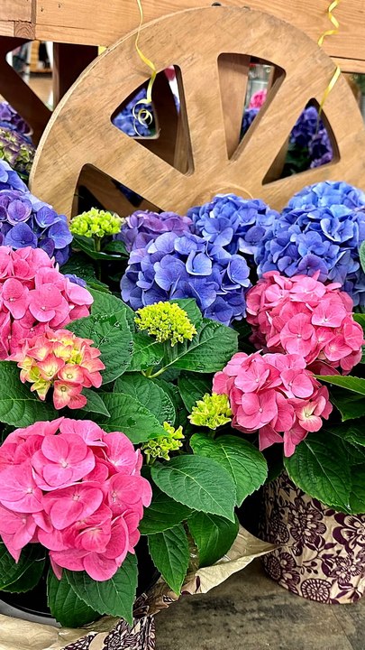 The Hydrangea Mistake Most Gardeners Make