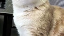 Cute Cat 🙀