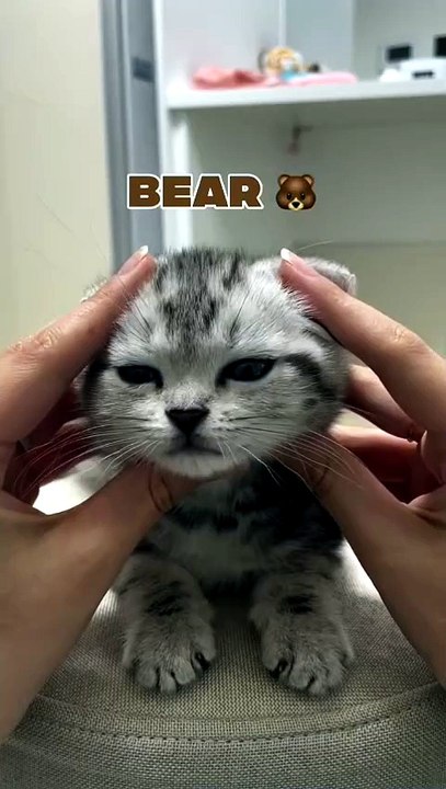 What do think about "cats".
