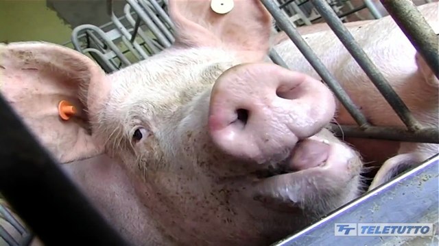 Video News - Suini, prezzi in calo e allevatori in allarme