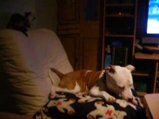 Dixie (Chaton) VS Clint (Amstaff)