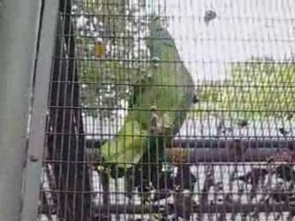 Biting Parrots