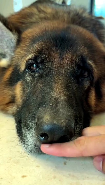 ​Doggie Power-Up: A Charging Prank