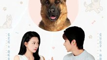 穿越汪星来爱你1-30（62集）爱尔法金＆张星瑶