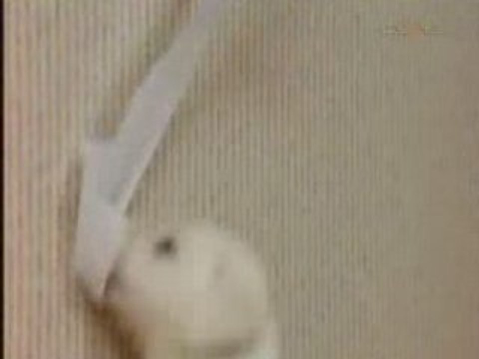 un chien tres joueur