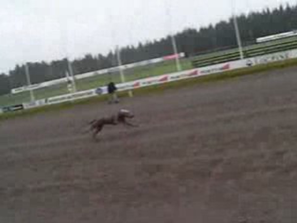 Rotu race
