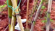 In open fields, tomato plants are tied to stakes.