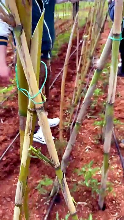 In open fields, tomato plants are tied to stakes.