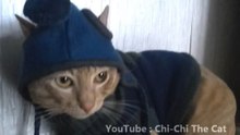 Back in 2017, my cat had a Ytb channel and I found this on one his video where he is literally doing the moonwalk 😹