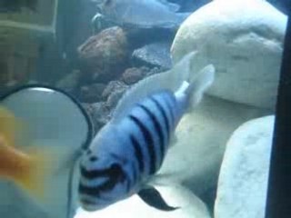 Maylandia Zebra chilumba Maison Reef de Philou