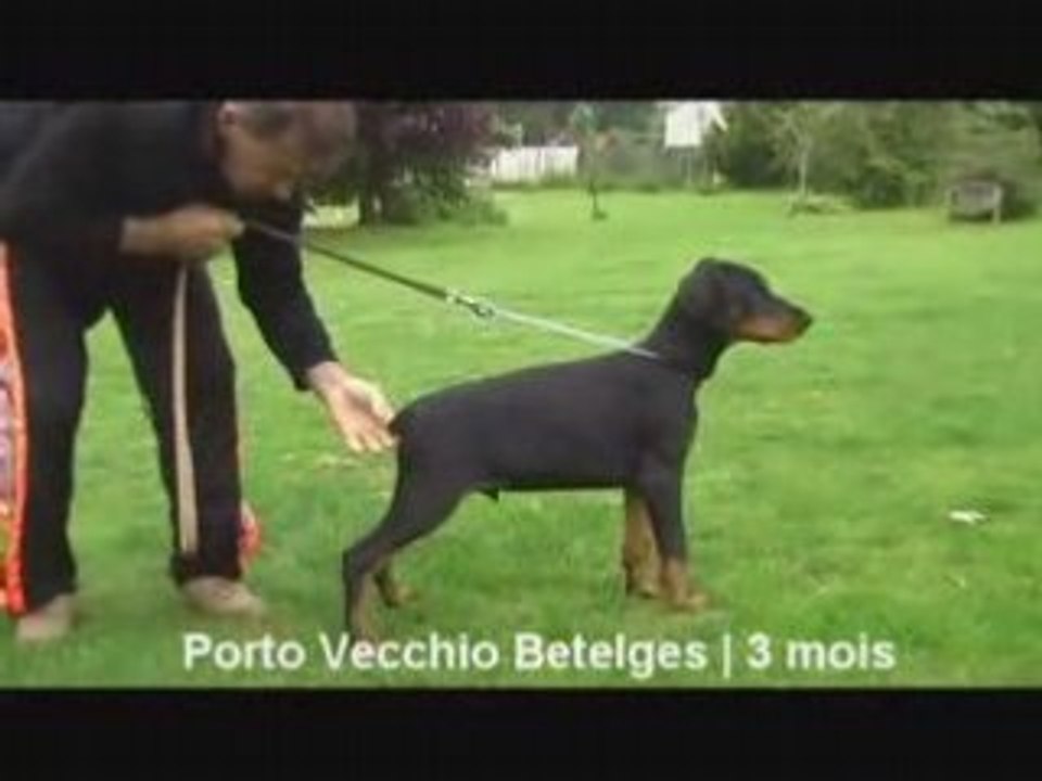 Doberman du Chemin des Noues