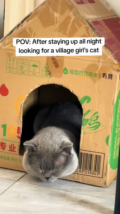sleeping cat