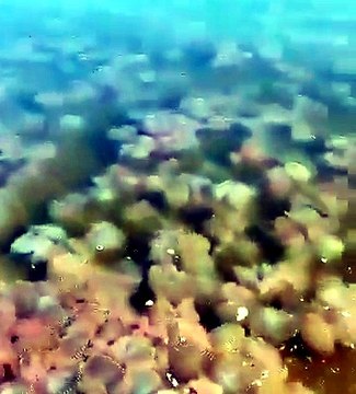 Sorprende arribo masivo de cientos de medusas en playas de Oaxaca