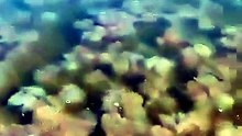 Sorprende arribo masivo de cientos de medusas en playas de Oaxaca