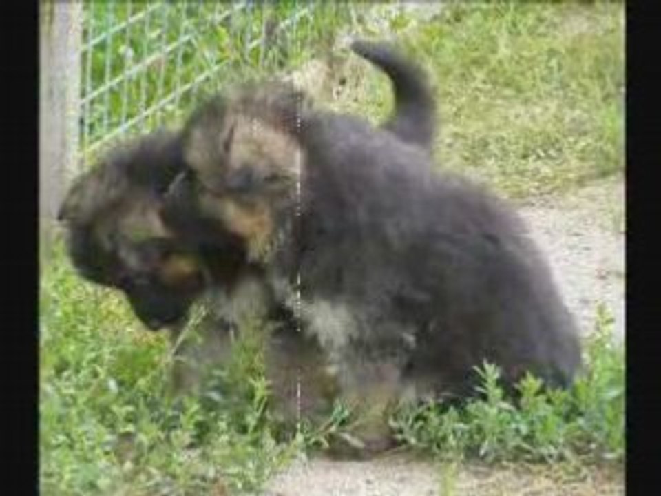 Chiots de birdy & volf