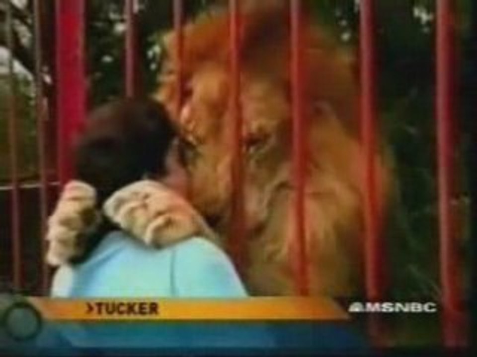 UN LION FAIT UN CALIN