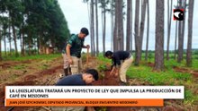Juan José Szychowski, diputado Encuentro Misionero, explicó el proyecto de producir café
