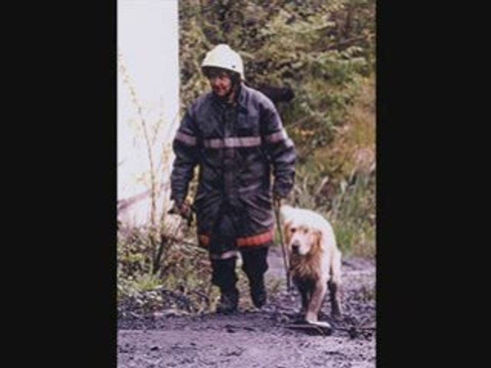 du loup au chien