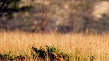 Epic Wild Male Lions Attack and Hunt Giant Buffalo in African Savanna