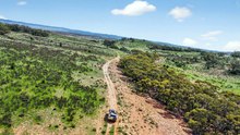 Peterborough grazing country heads to auction.