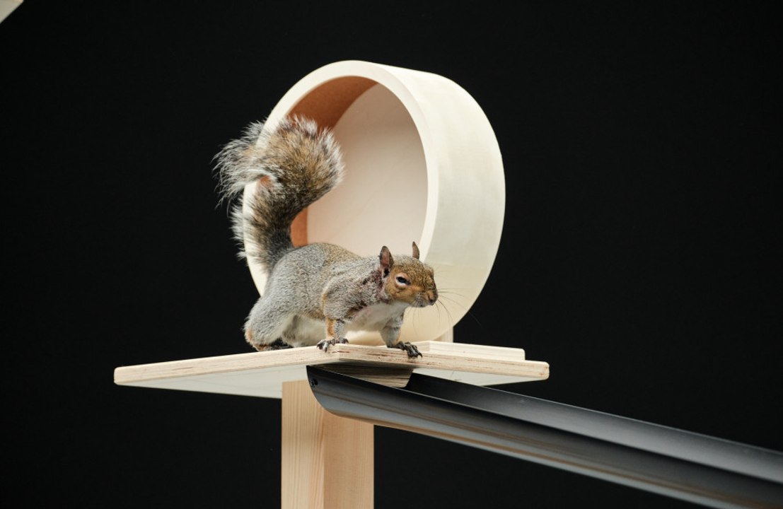 Carling brings back iconic '90s squirrel add 30 years later but why?