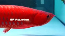 " Golden Pearl Arowana 😳 Full Explanation ✨