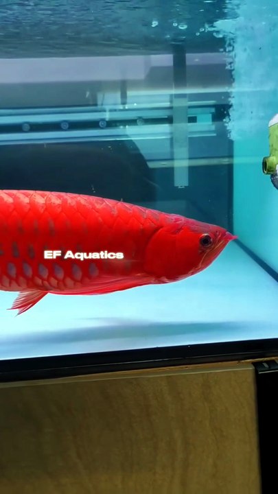 " Golden Pearl Arowana 😳 Full Explanation ✨
