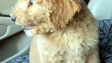 Daughter's Emotional Reaction After Receiving a Puppy for Her 12th Birthday *Puppy Surprise*