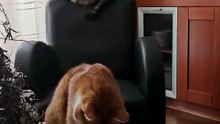 If I touched it first… it’s officially mine now 😼 #cat #funnycats #catlovers