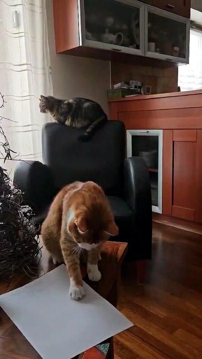 If I touched it first… it’s officially mine now 😼 #cat #funnycats #catlovers
