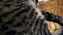 It must be love :) #cat #funnycats #catlover