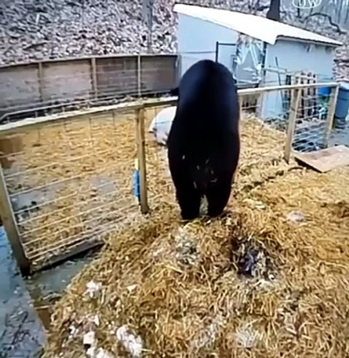 Watch an Adventurous Black Bear Leap Over a Fence!