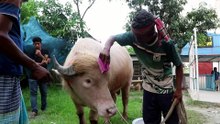 Bangladesh: búfalo albino "Donald Trump" torna-se improvável atração