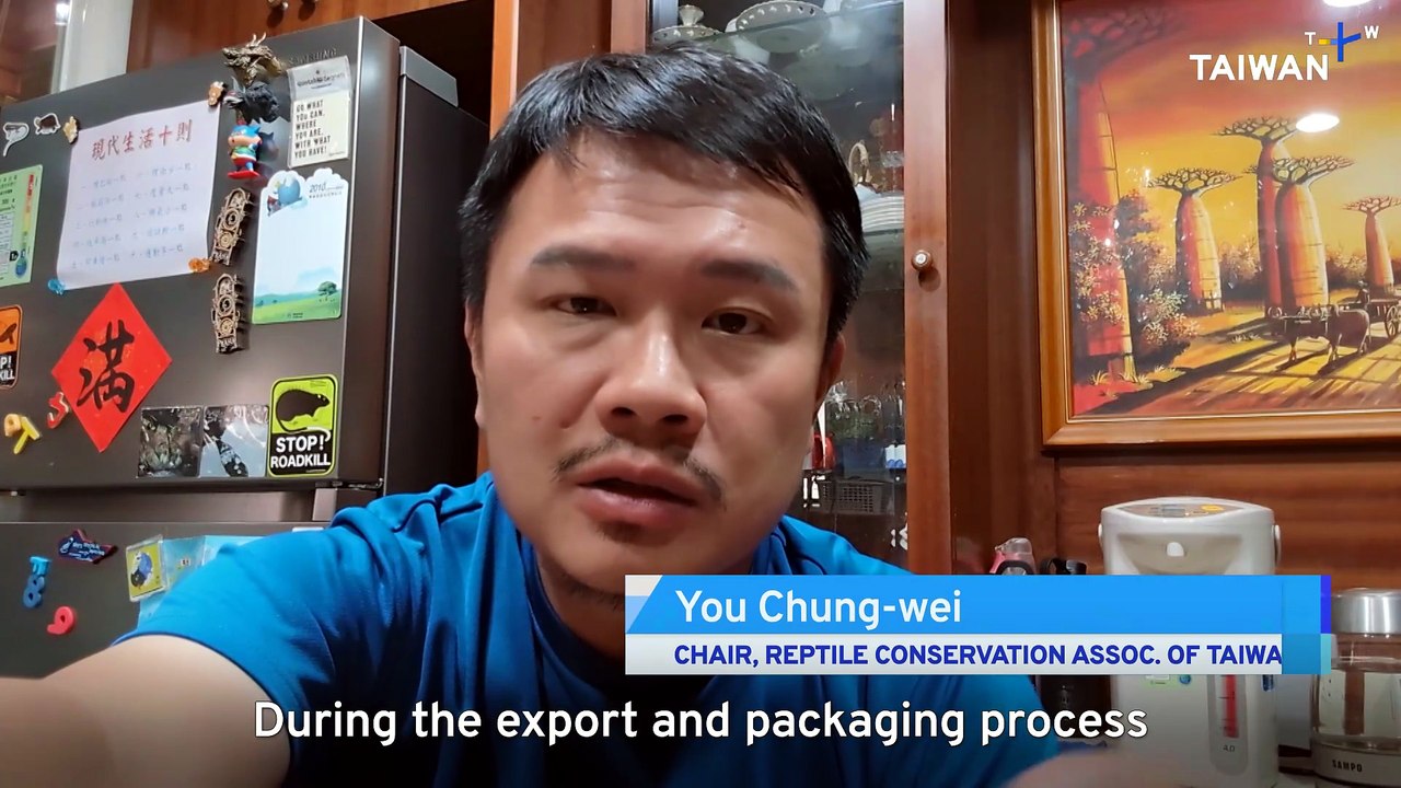 Non-Native Amazon Lava Lizard Found in Hualien for First Time