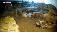 İşgalci İsrailliler Filistinlilerin hayvanlarını çaldı