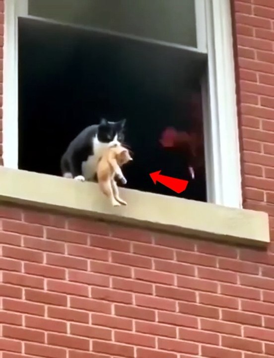 Heroic Mama Cat Jumps From Burning Building to Save Her Kitten | Emotional Rescue