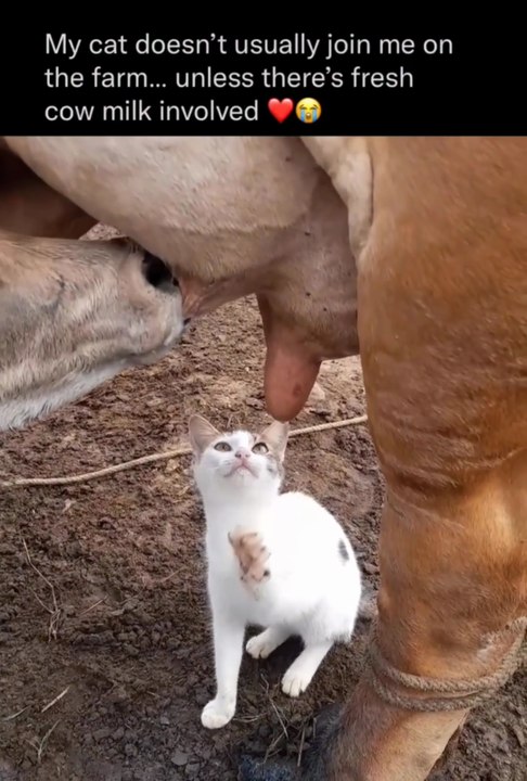 Hilarious Cat Tries to Steal Milk from Cow!