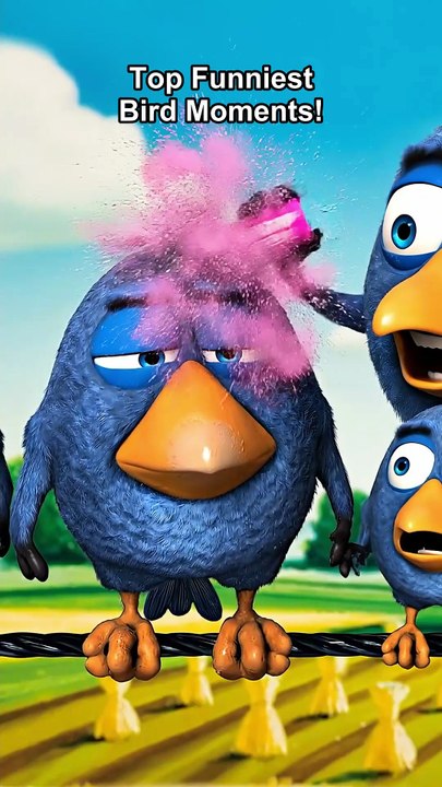 Try NOT to laugh! 🤣 Top Funniest Bird Moments #talkingbirds