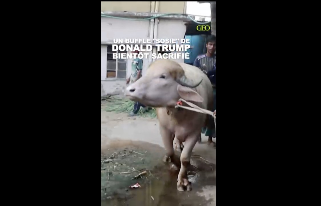 Un buffle "sosie" de Donald Trump est devenu une star au Bangladesh