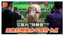 总统级发型水牛爆红 农场主：它的脾气比真牌特朗普好