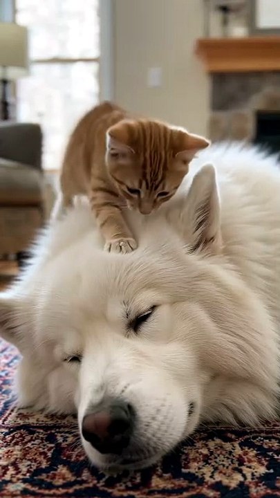 You Won't Believe What This Giant Dog Lets a Tiny