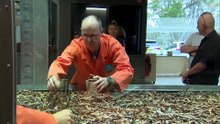 Fears for Australia’s climate change adaptability as CSIRO cuts job