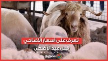 جولة خاصة داخل معلف بسوهاج.. تعرف على أسعار الأضاحي قبل عيد الأضحى