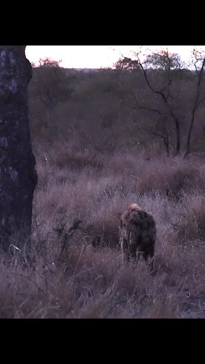 Epic Wild Predator Ambush and Hunting Encounter in Jungle Safari