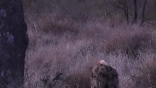 Epic Wild Predator Ambush and Hunting Encounter in Jungle Safari
