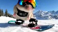 Viral videos from youtube tiktok instagram facebook x telegram whatsapp (7)